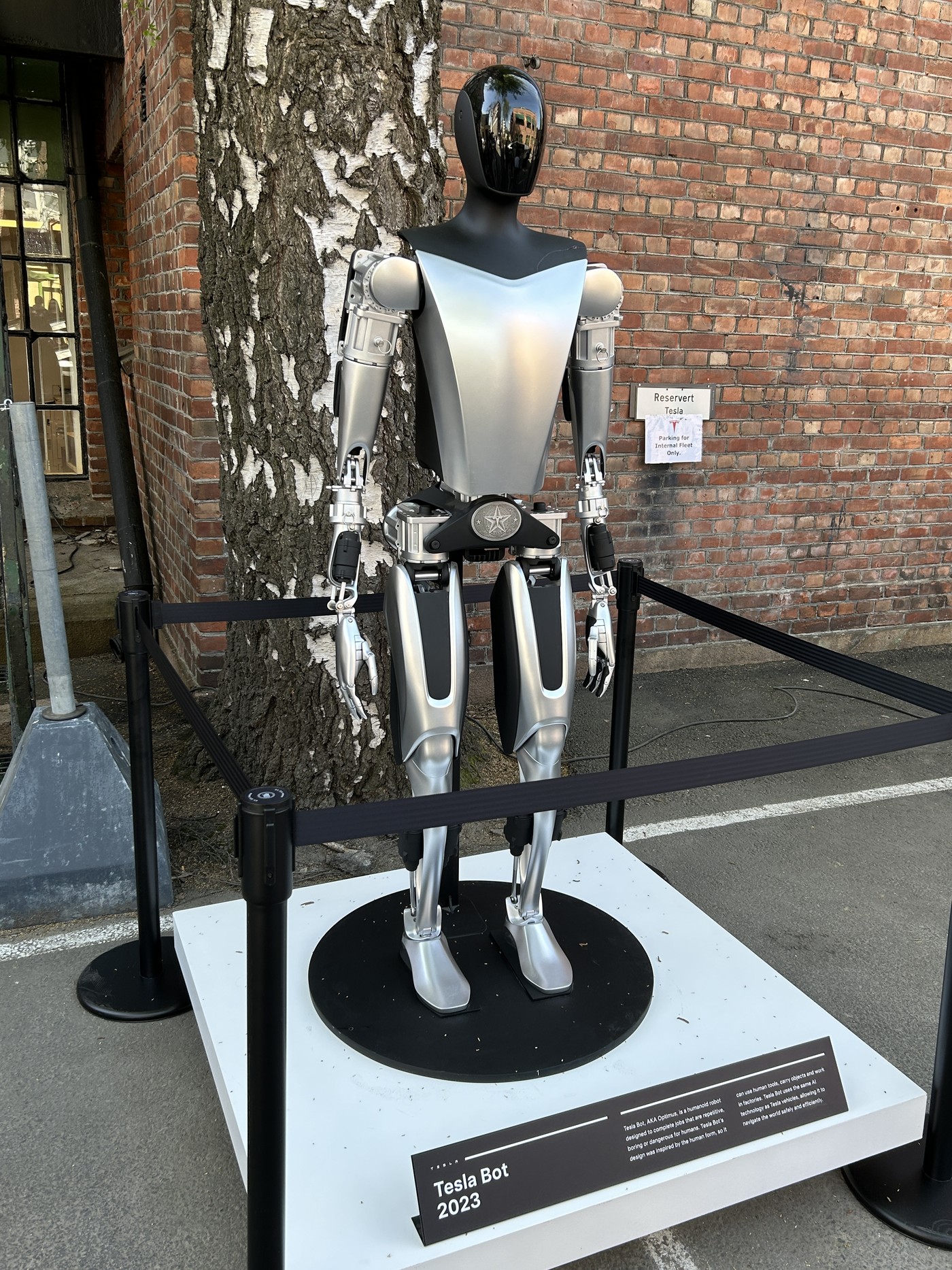 Earlier Tesla Bot / Optimus display model with plaque describing purpose